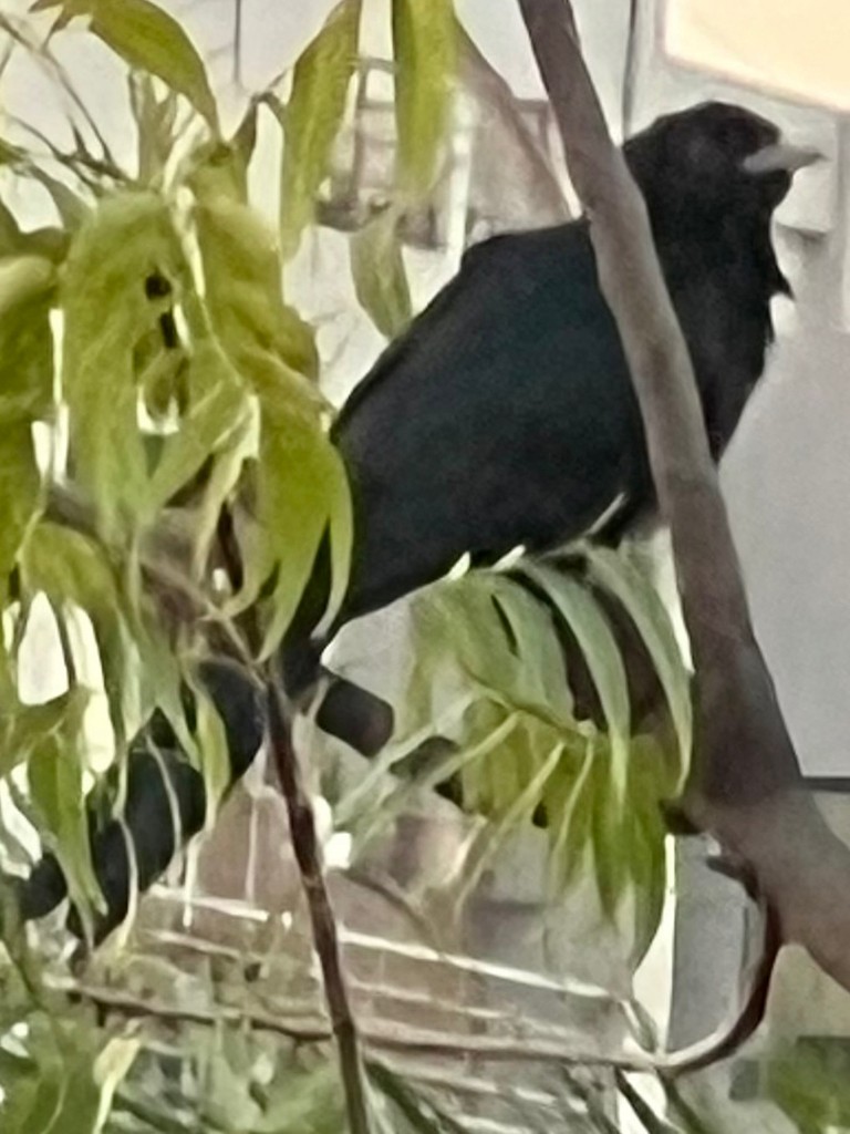 Asian Koel - ML644923312
