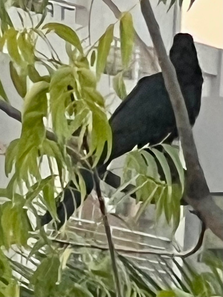 Asian Koel - ML644923313