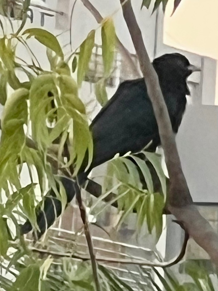Asian Koel - ML644923314