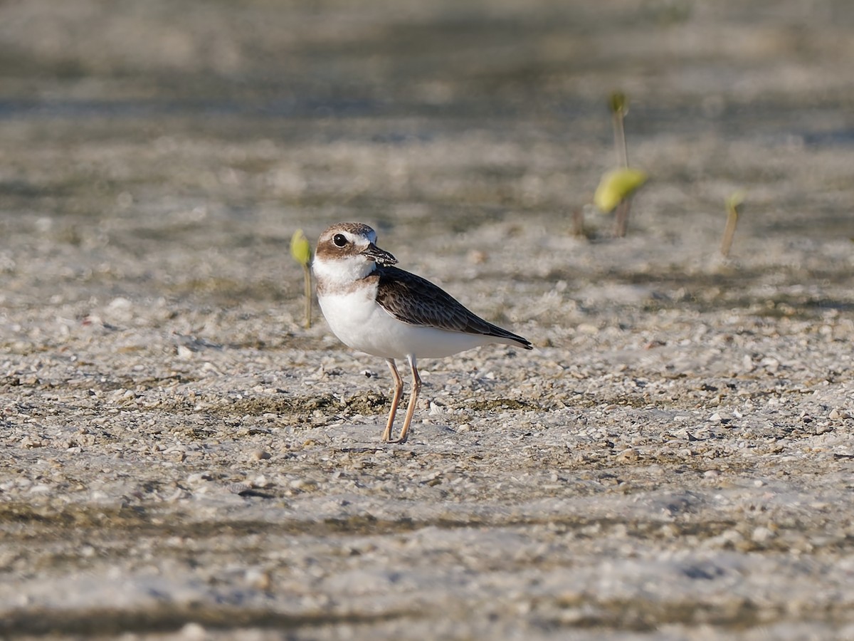 Wilson's Plover - ML644923319
