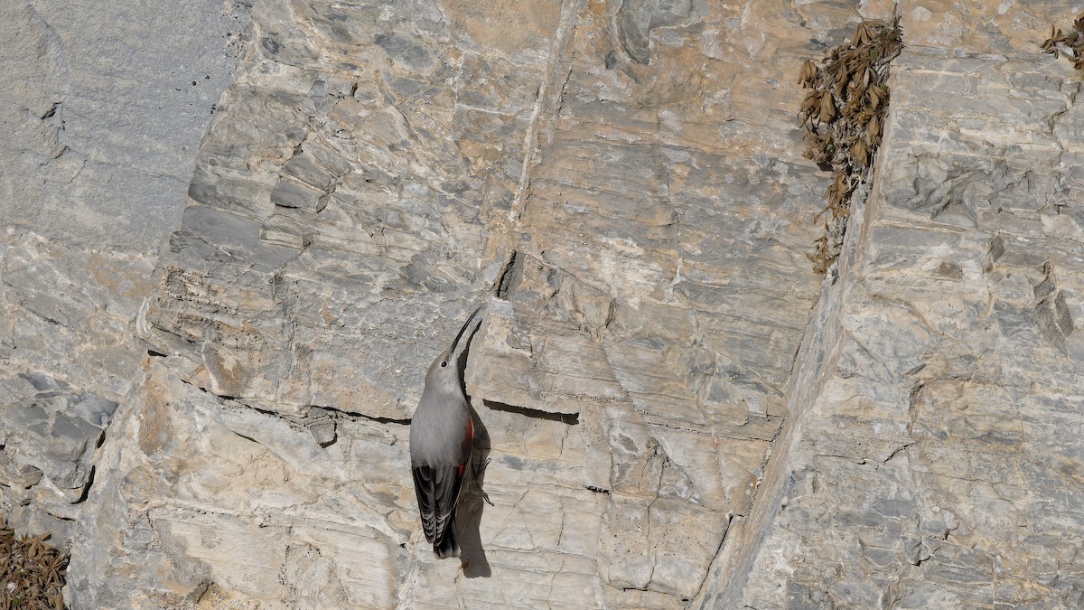 Wallcreeper - ML644923320
