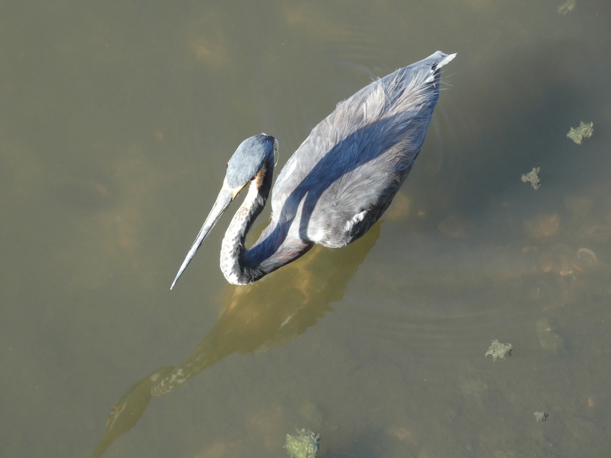 Tricolored Heron - ML644923321