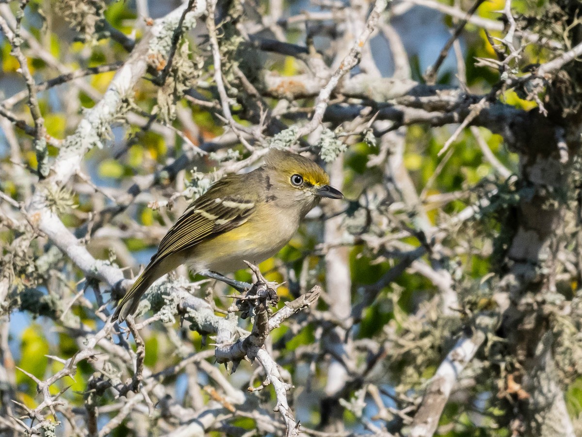 White-eyed Vireo - ML644923322
