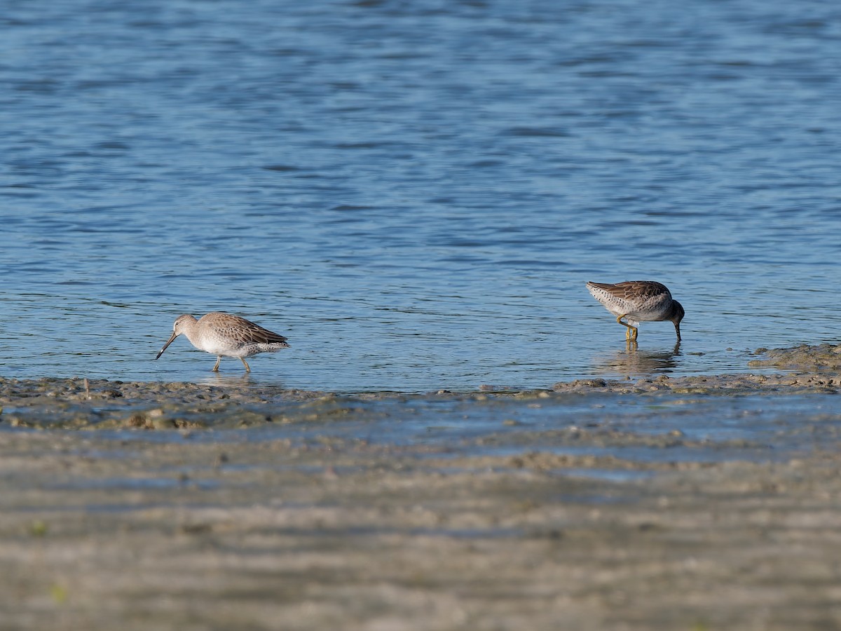 Short-billed Dowitcher - ML644923328