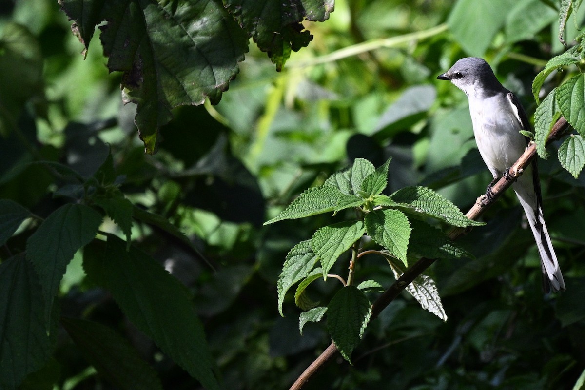 Ashy Minivet - ML644923333