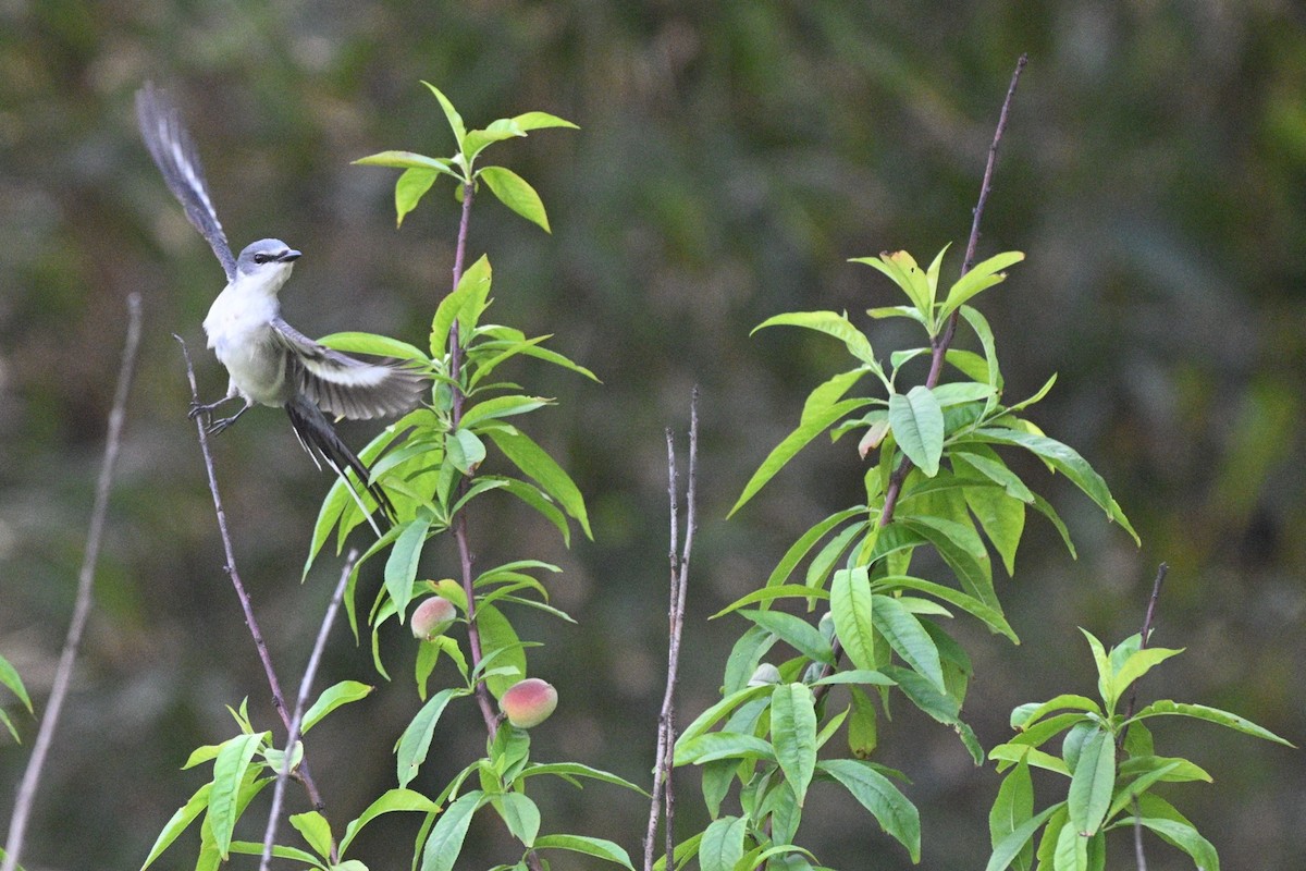 Ashy Minivet - ML644923335