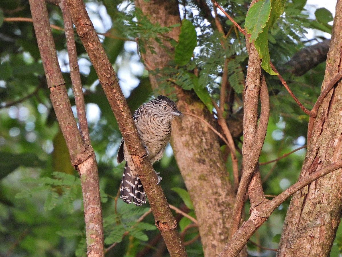 Barred Antshrike - ML644923336