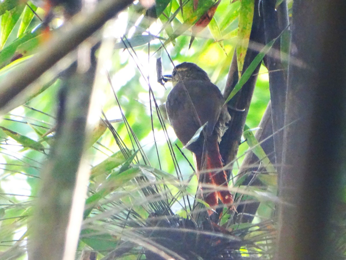 Buff-browed Foliage-gleaner - ML644923337