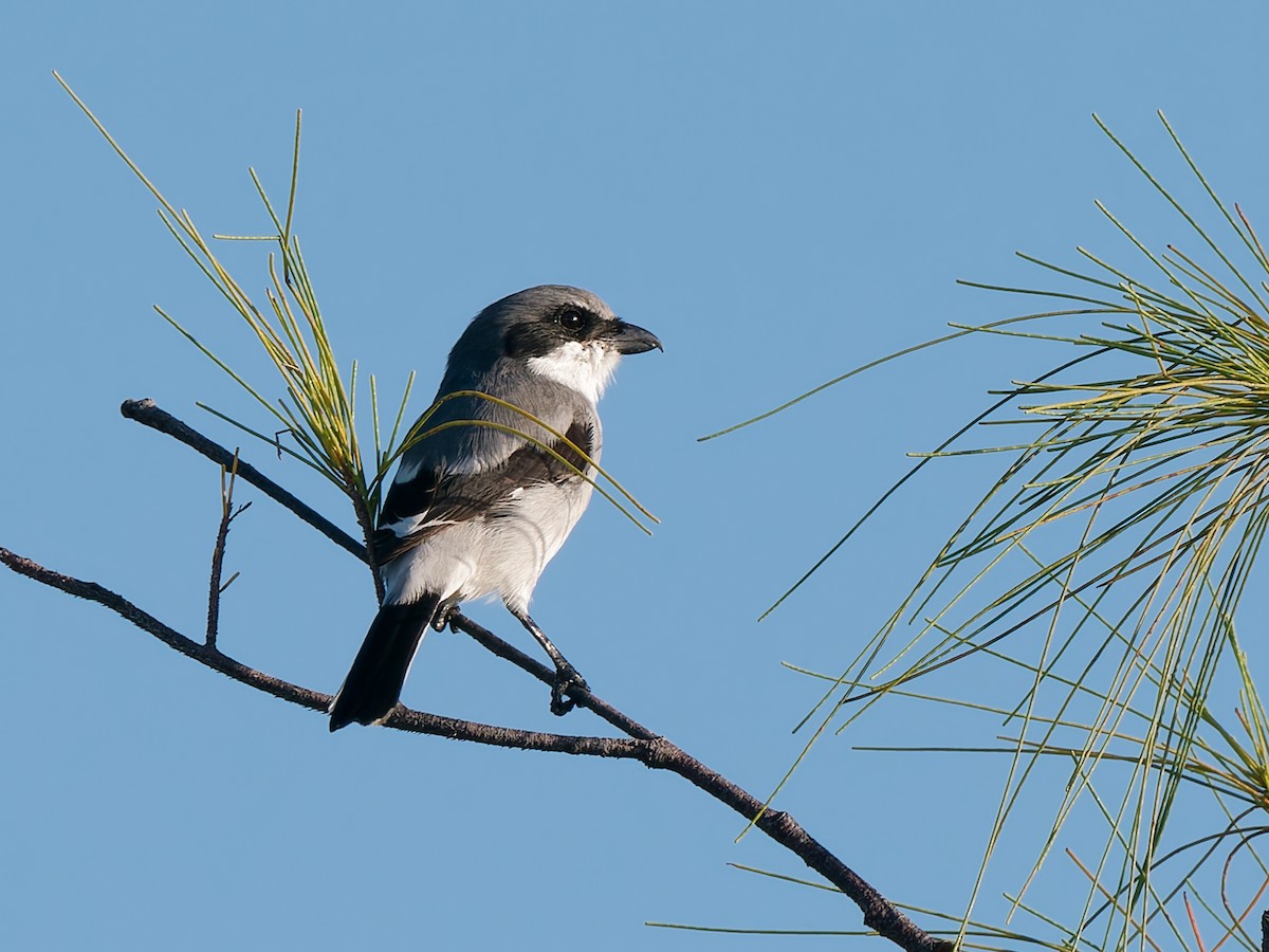 Loggerhead Shrike - ML644923339