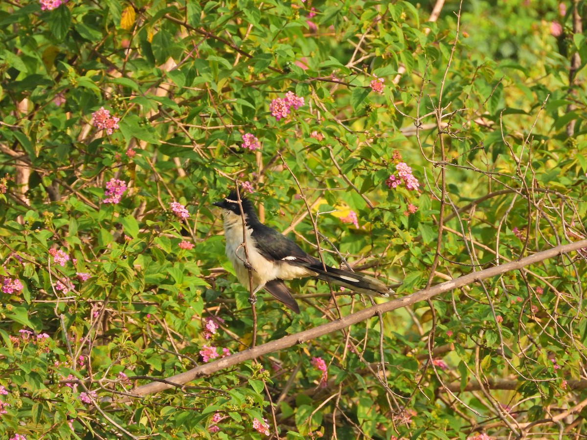 Pied Cuckoo - ML644923340