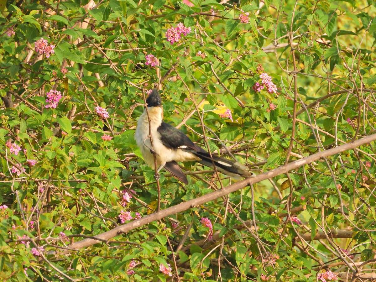 Pied Cuckoo - ML644923341