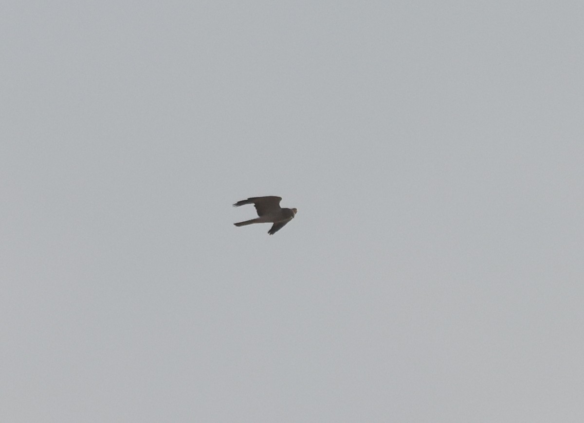 Northern Harrier - ML644923342