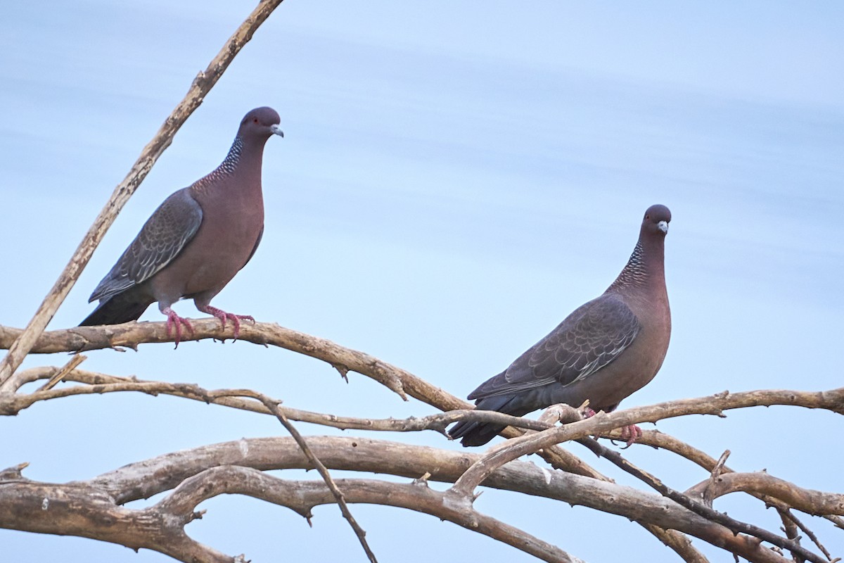 Picazuro Pigeon - ML644923343