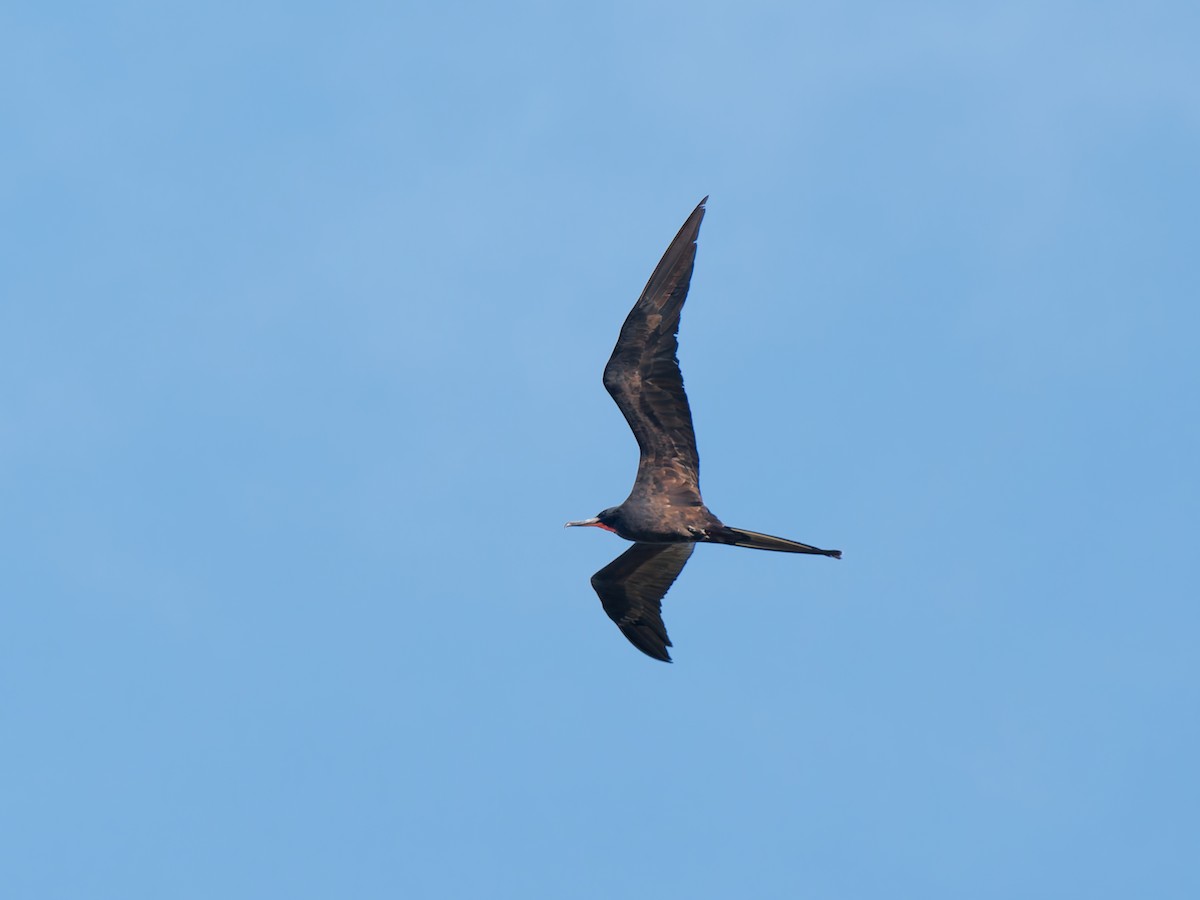 Magnificent Frigatebird - ML644923344