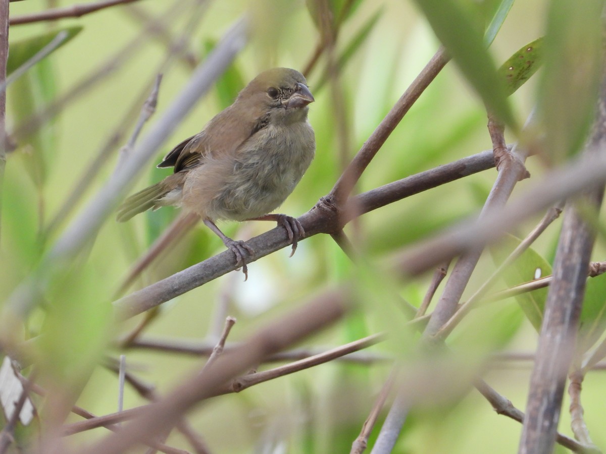 Black-faced Grassquit - ML644923346