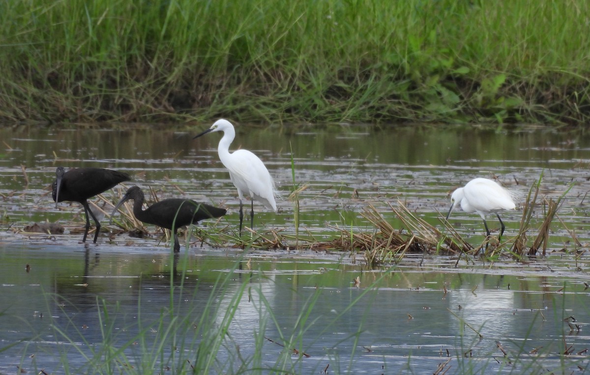 Little Egret - ML644923347