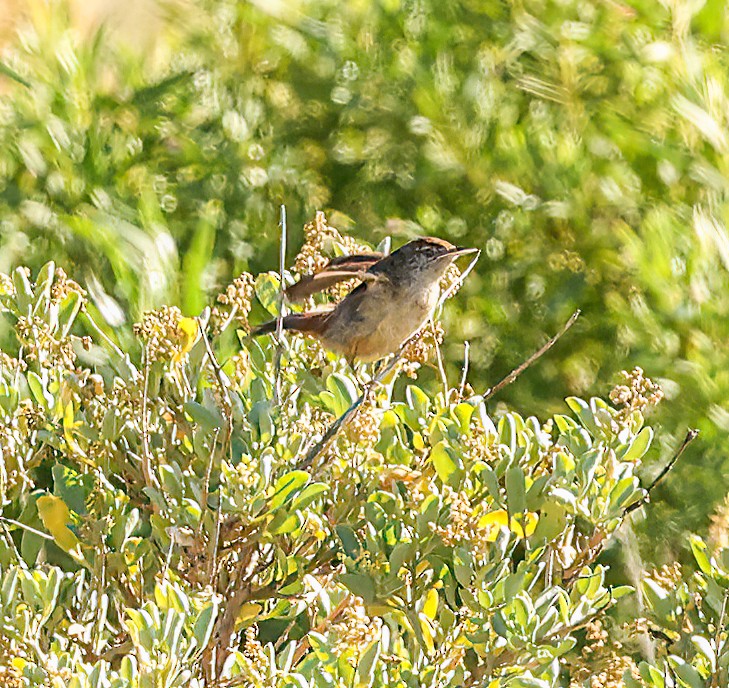 Spinifexbird - ML644923348