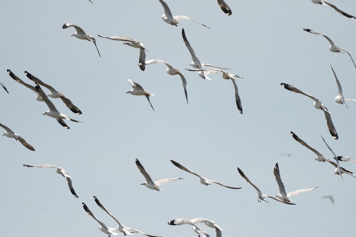 Brown-headed Gull - ML644923349