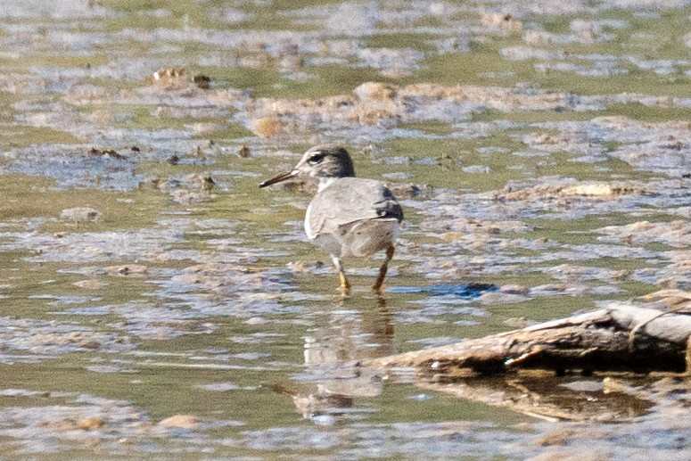 Spotted Sandpiper - ML644923350