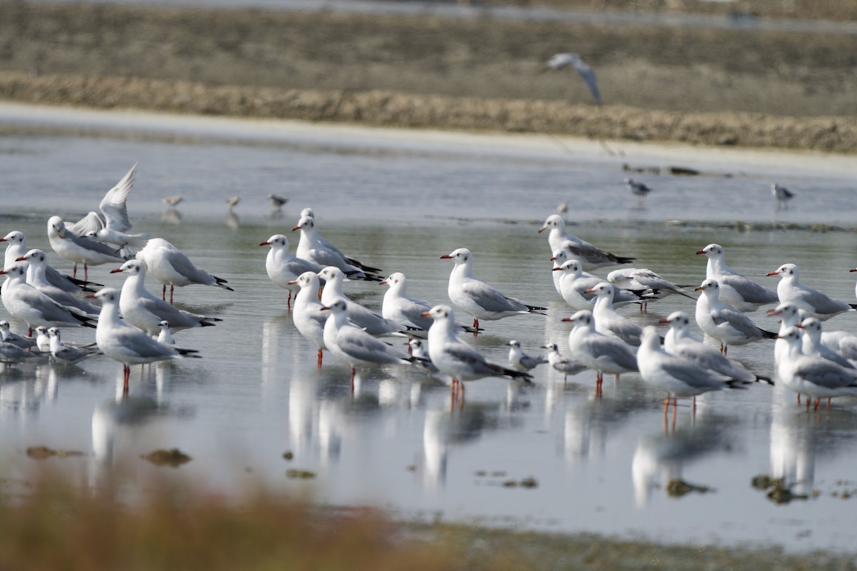 Brown-headed Gull - ML644923351