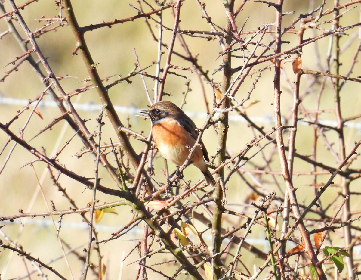 European Stonechat - ML644923352