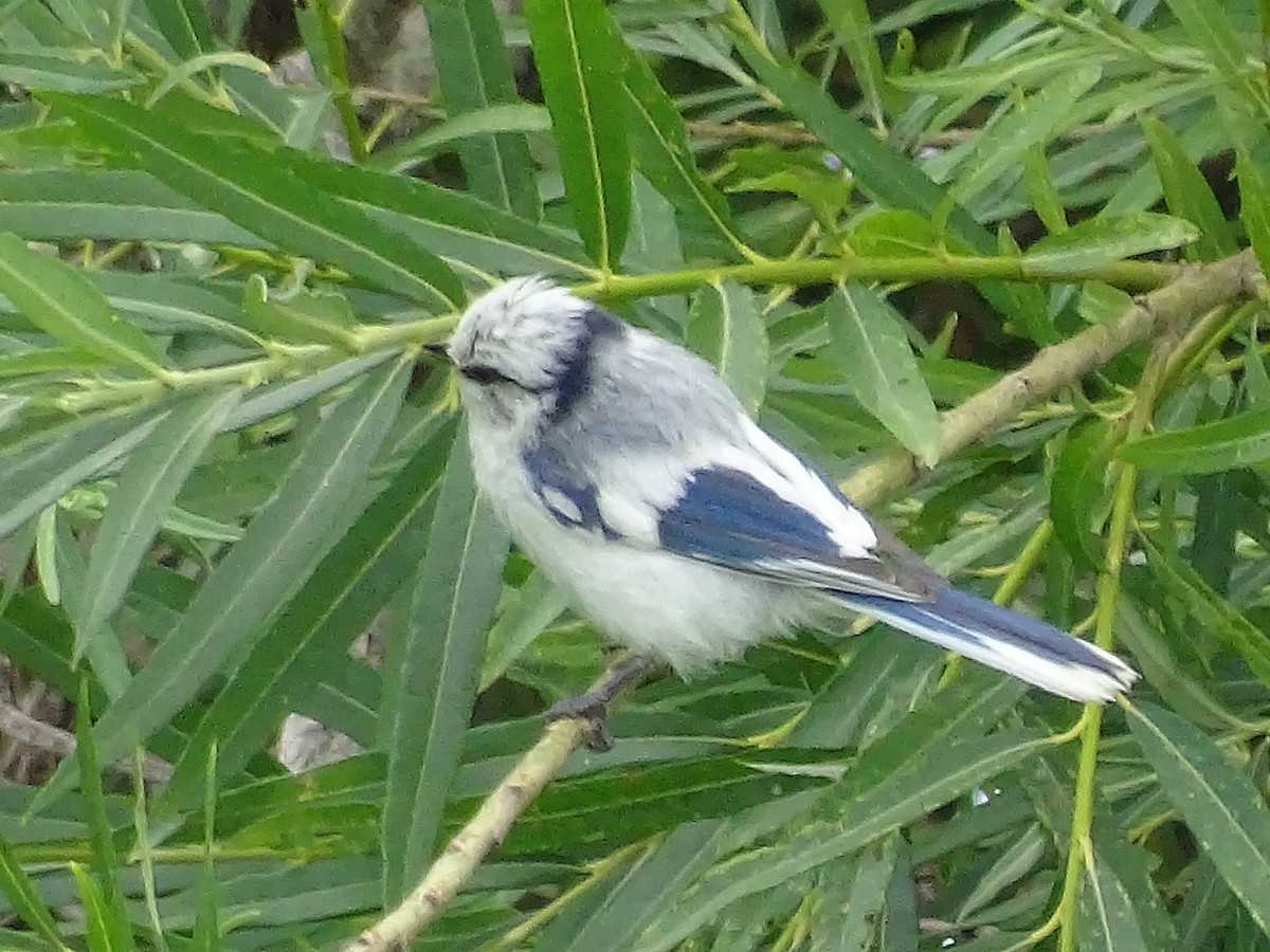 Azure Tit - ML644923353
