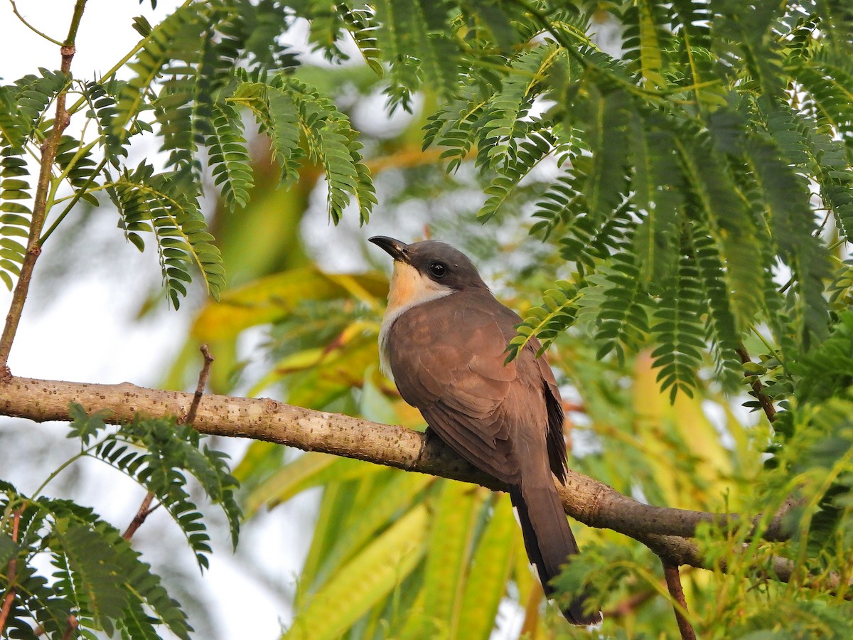 Dark-billed Cuckoo - ML644923354