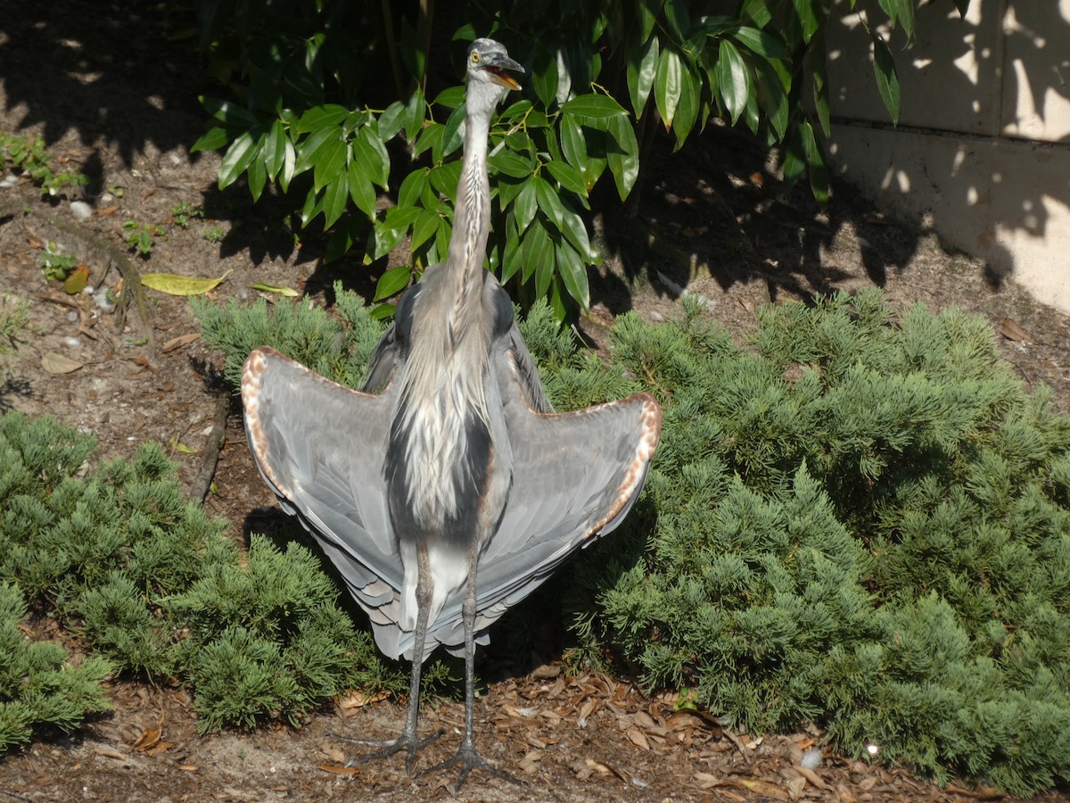 Great Blue Heron - ML644923355