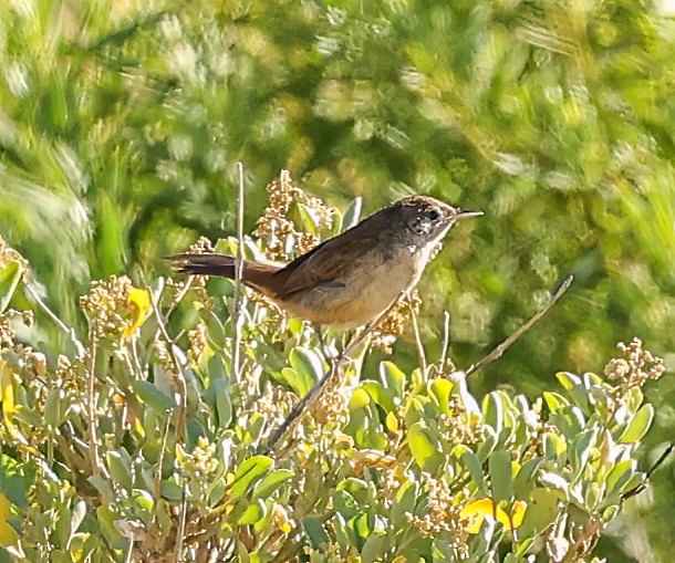 Spinifexbird - ML644923357