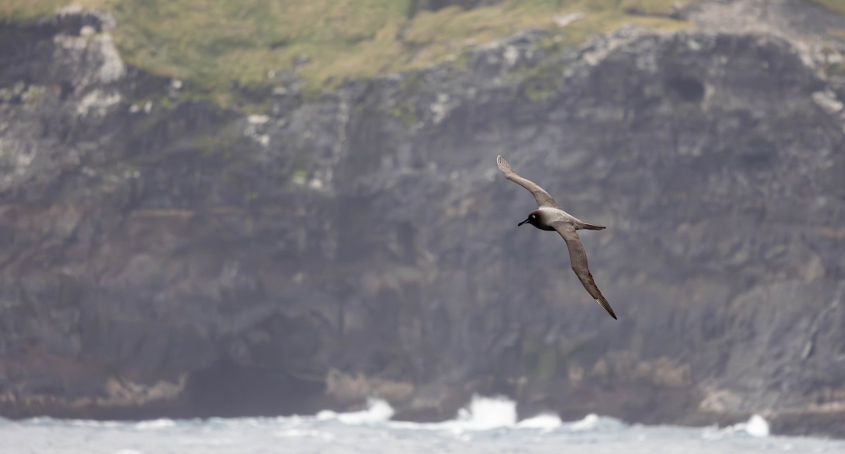 Albatros hauskara - ML644923365