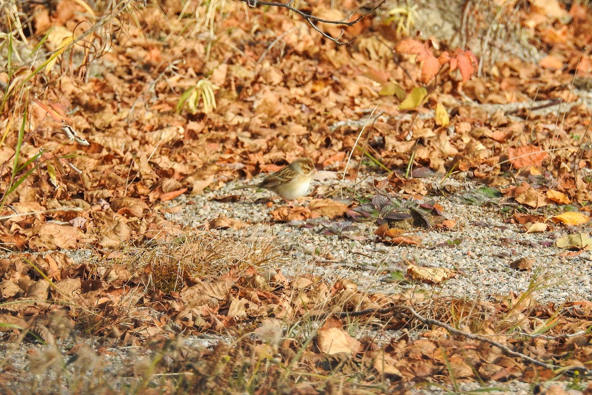 Clay-colored Sparrow - ML644923382