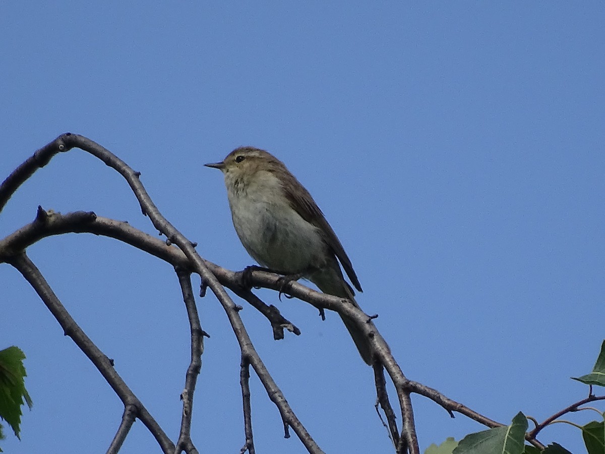 Common Chiffchaff - ML644923384