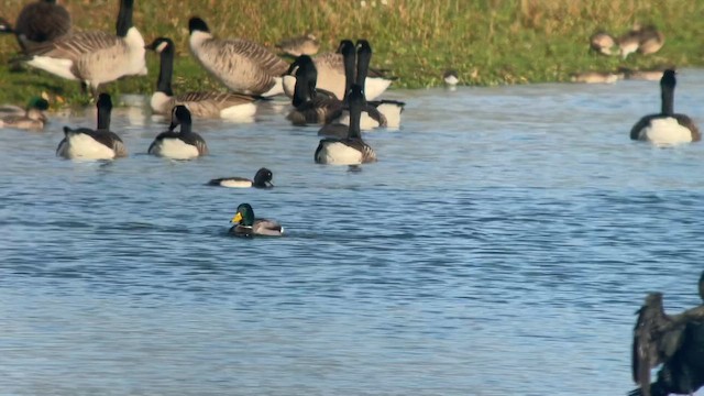 Чернь канадська - ML644923393