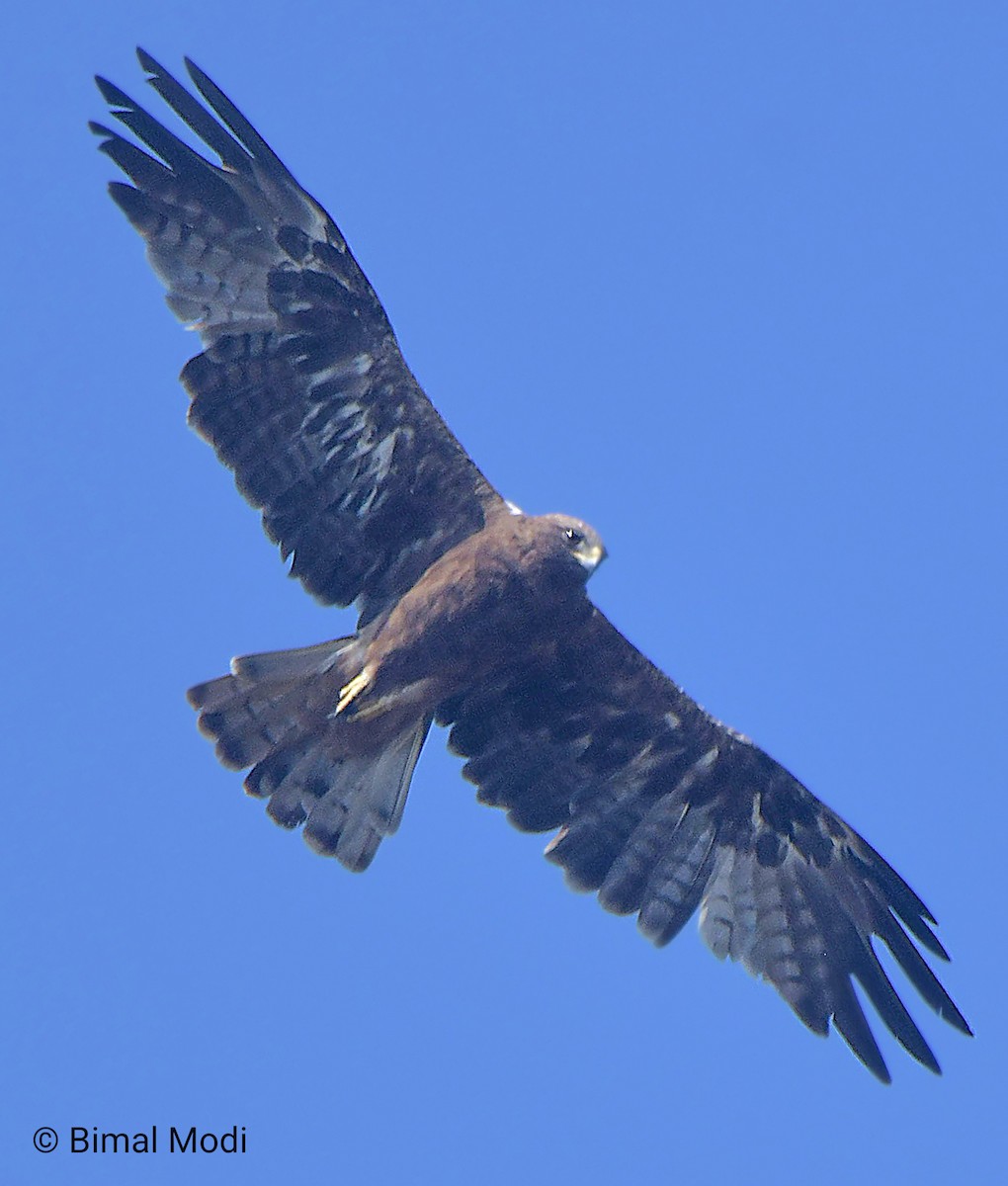 Booted Eagle - ML644923395