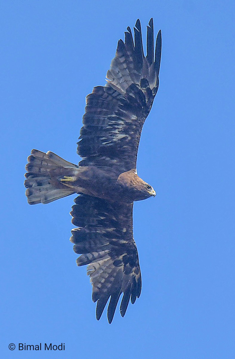 Booted Eagle - ML644923396