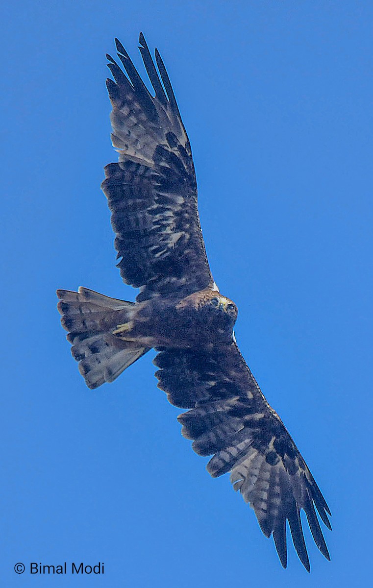 Booted Eagle - ML644923398