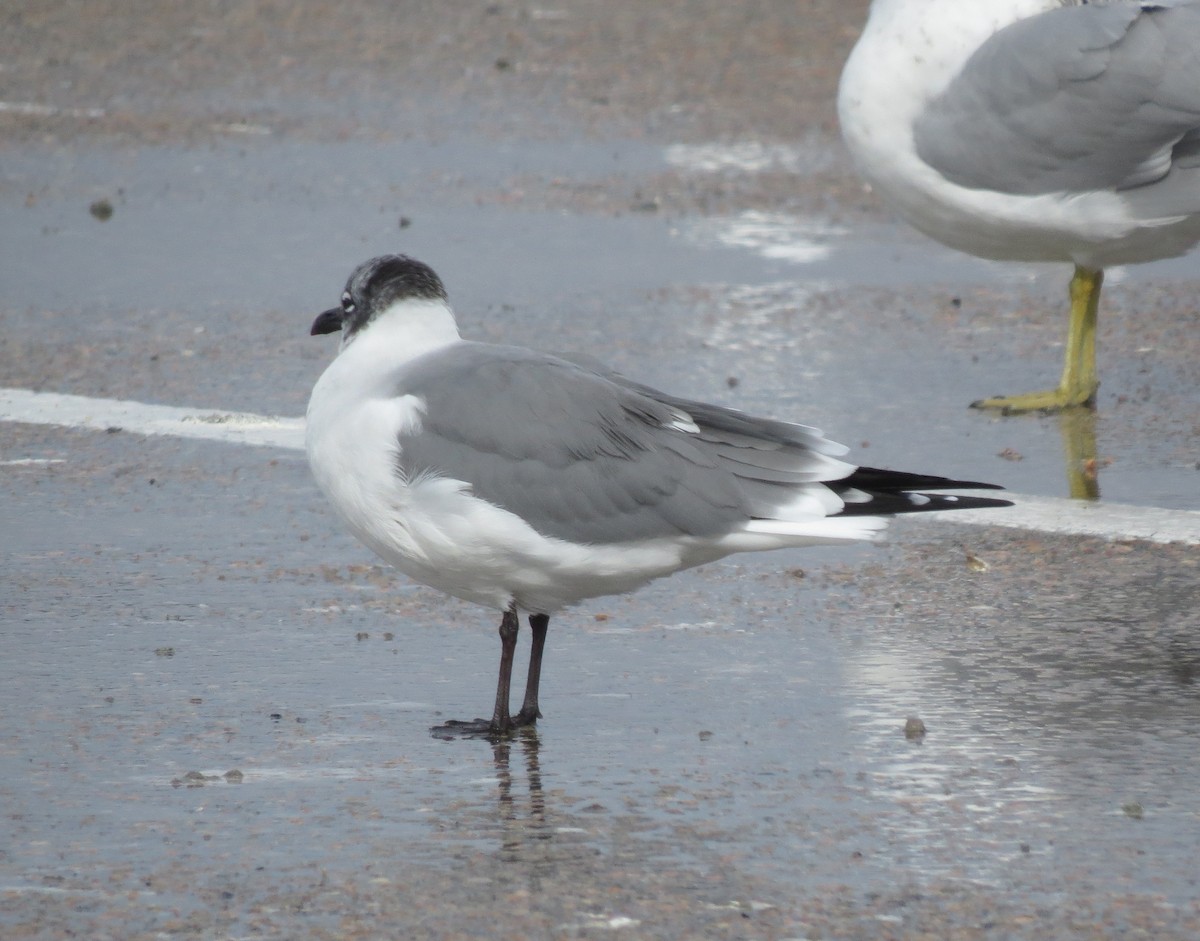 Laughing Gull - ML644923413
