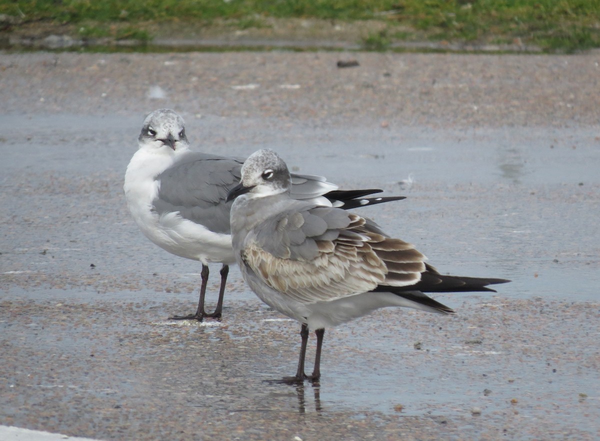 Laughing Gull - ML644923434