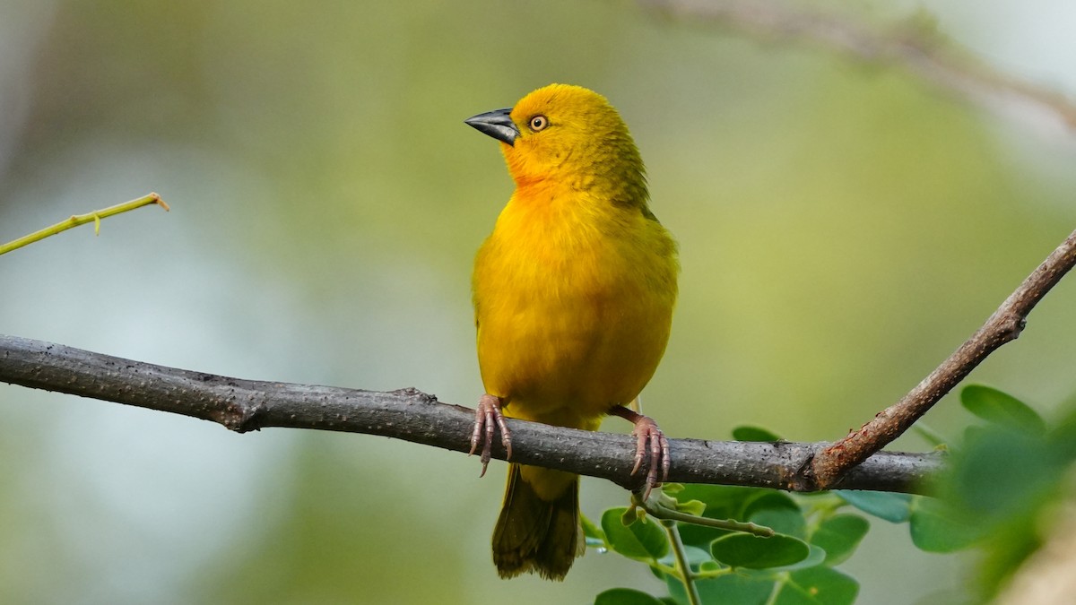 Holub's Golden-Weaver - ML644923464