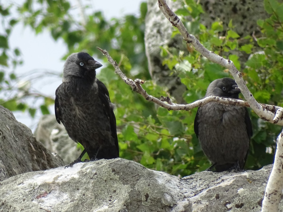 Eurasian Jackdaw - ML644923467