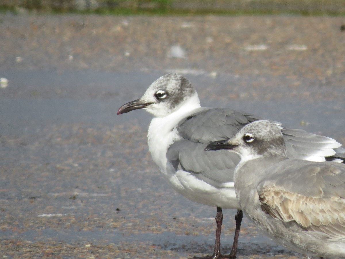 Laughing Gull - ML644923474