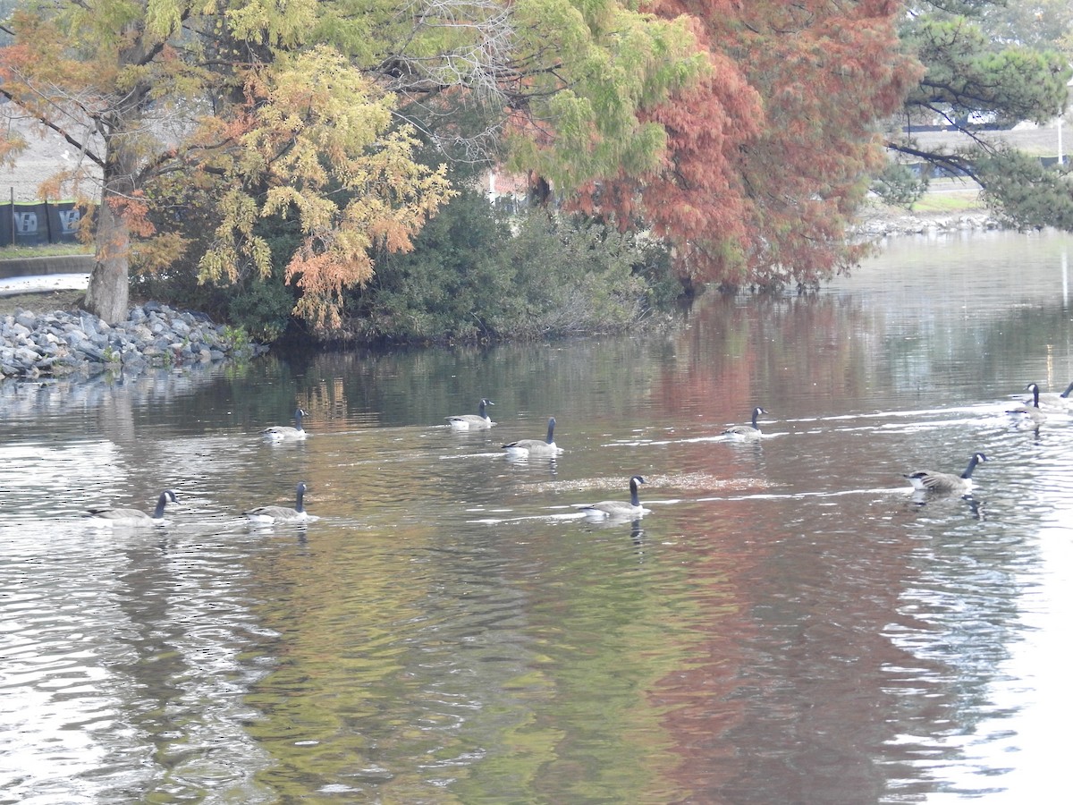 Canada Goose - ML644923484