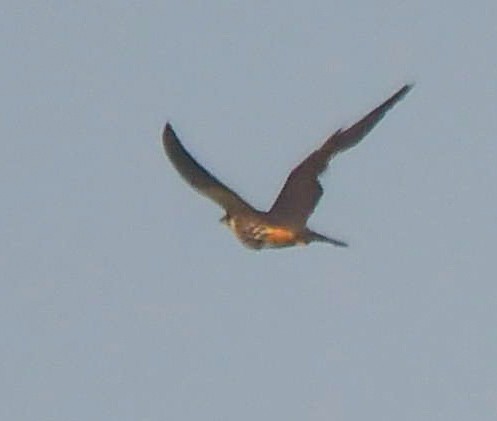 Eurasian Hobby - ML644923494