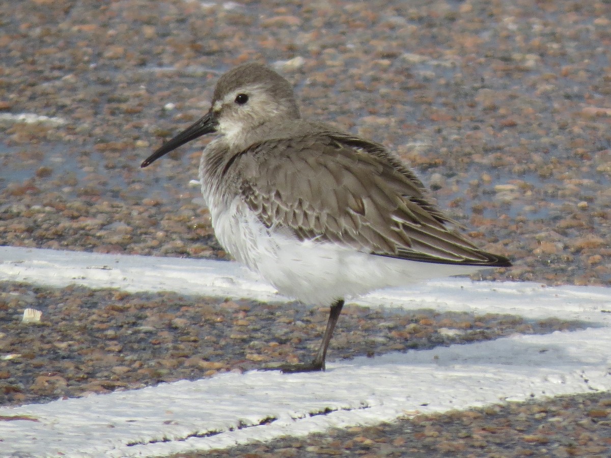 Dunlin - ML644923499