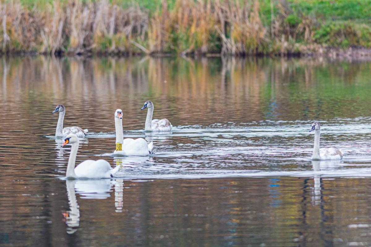 Mute Swan - ML644923500