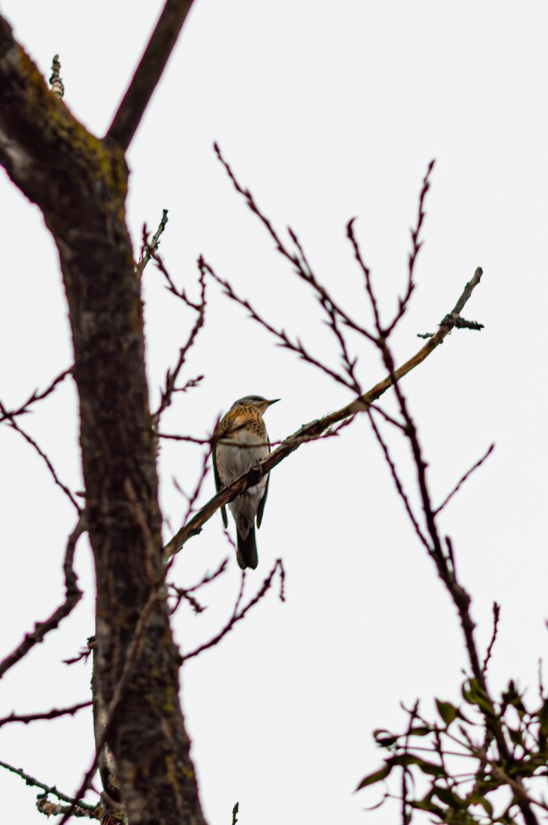 Fieldfare - ML644923510