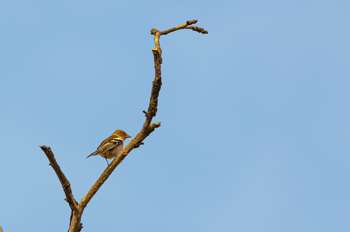 Common Chaffinch - ML644923521