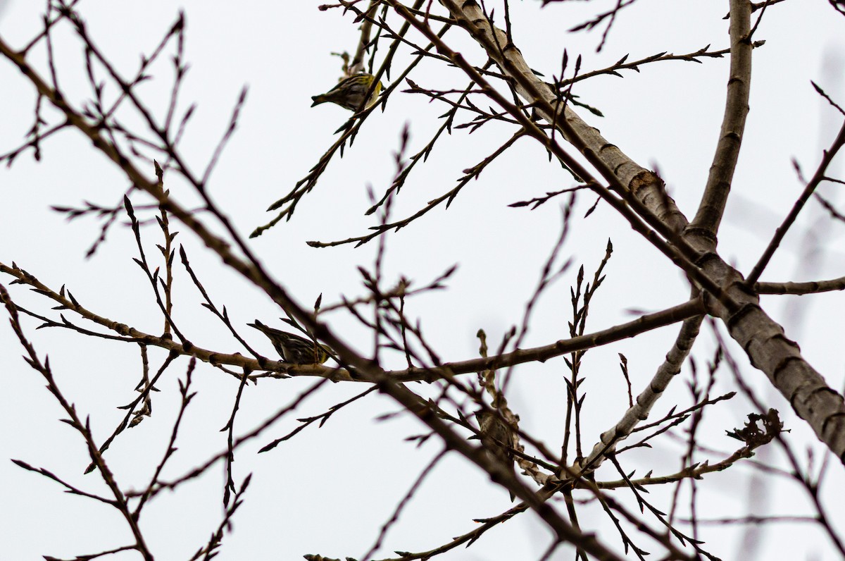 Eurasian Siskin - ML644923527