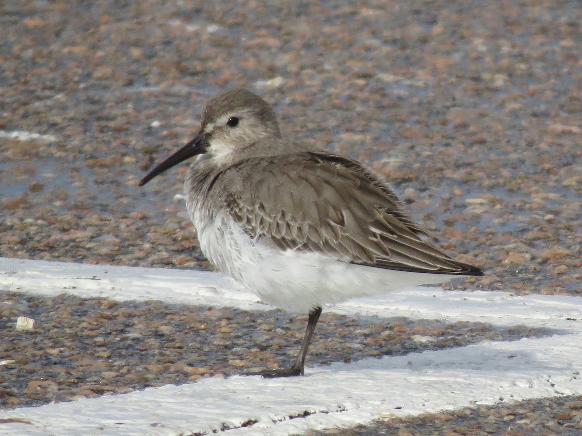 Dunlin - ML644923528