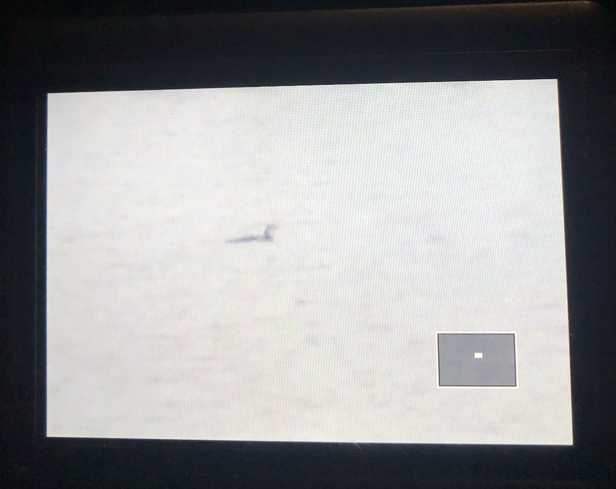 Arctic Loon - ML644923529